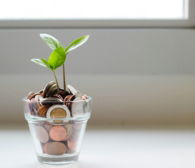 green plant in clear glass cup